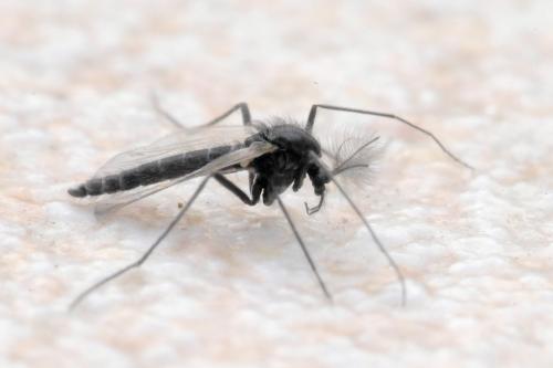 Réf. 275 581 : Orthocladiinae inconnu